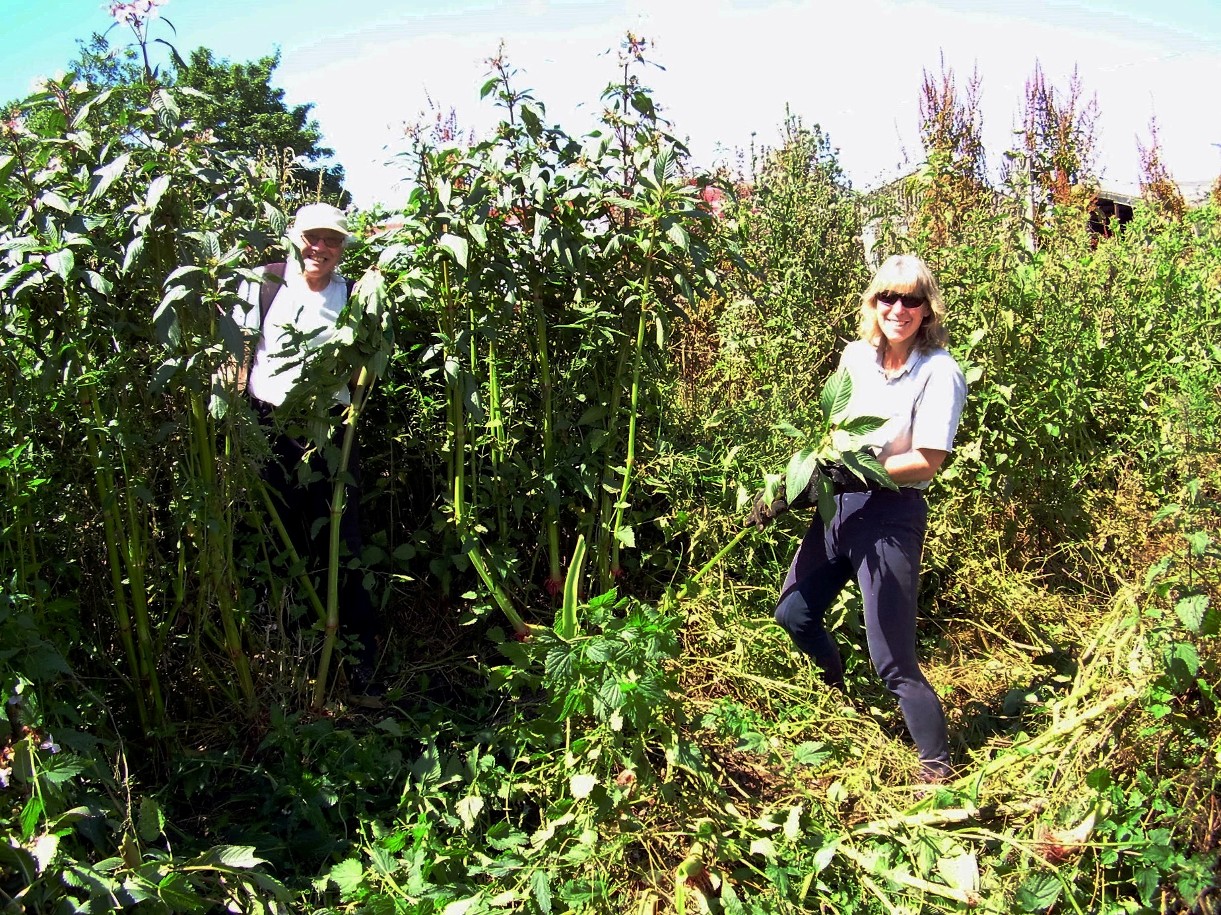 himalayan balsam